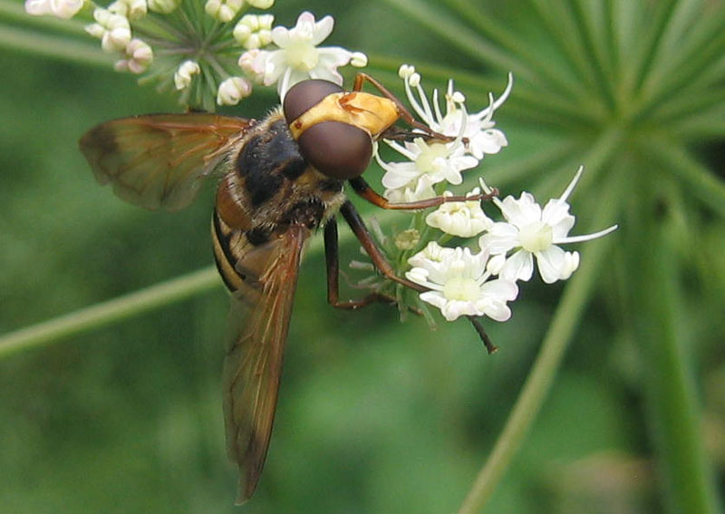 Volucella inanis....dal Trentino